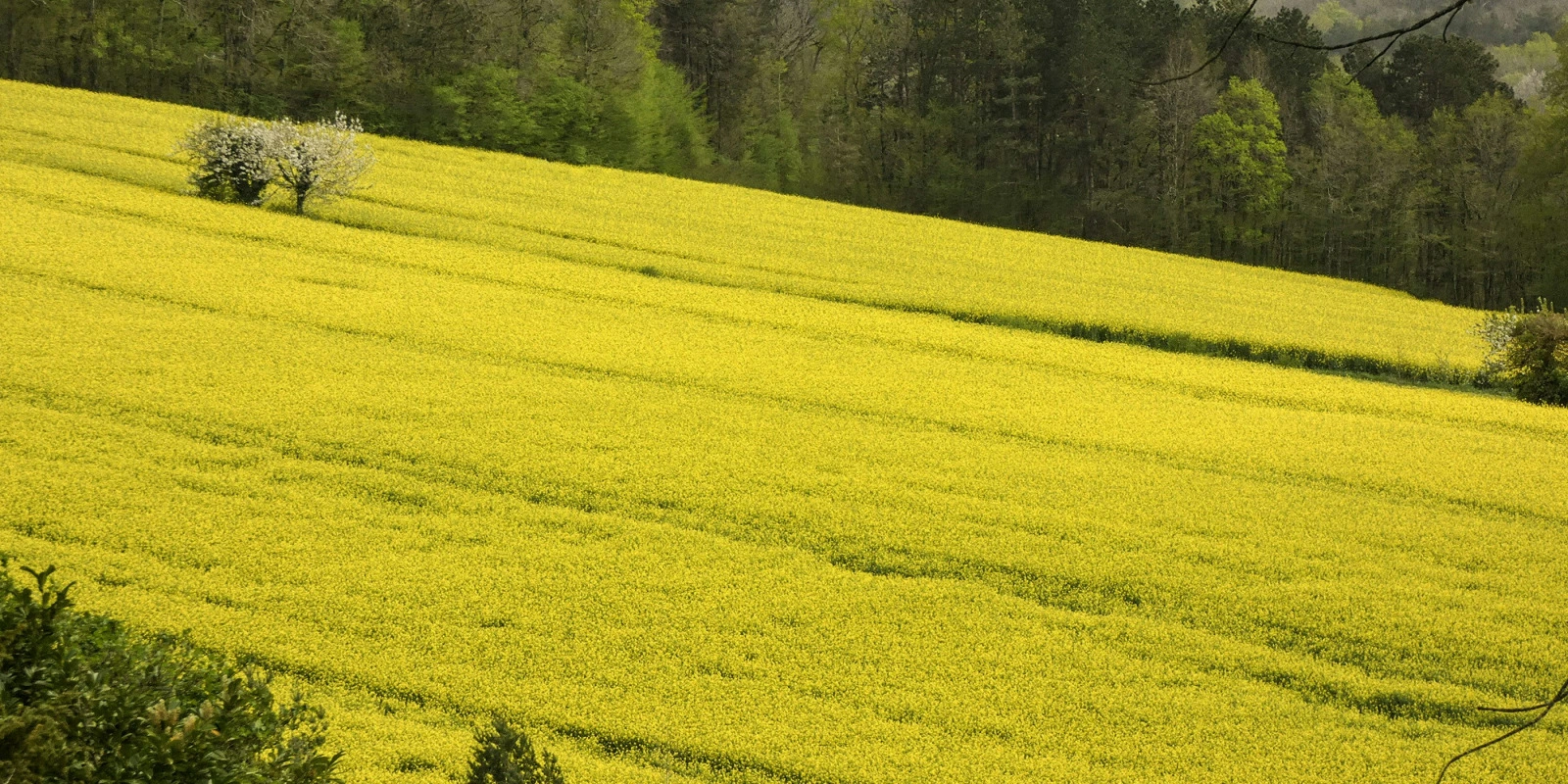 Les Perspectives d'Emploi en Chimie Analytique